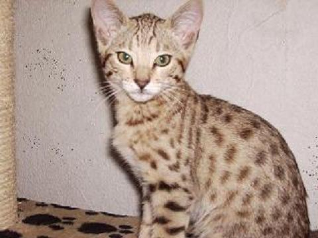 bengale