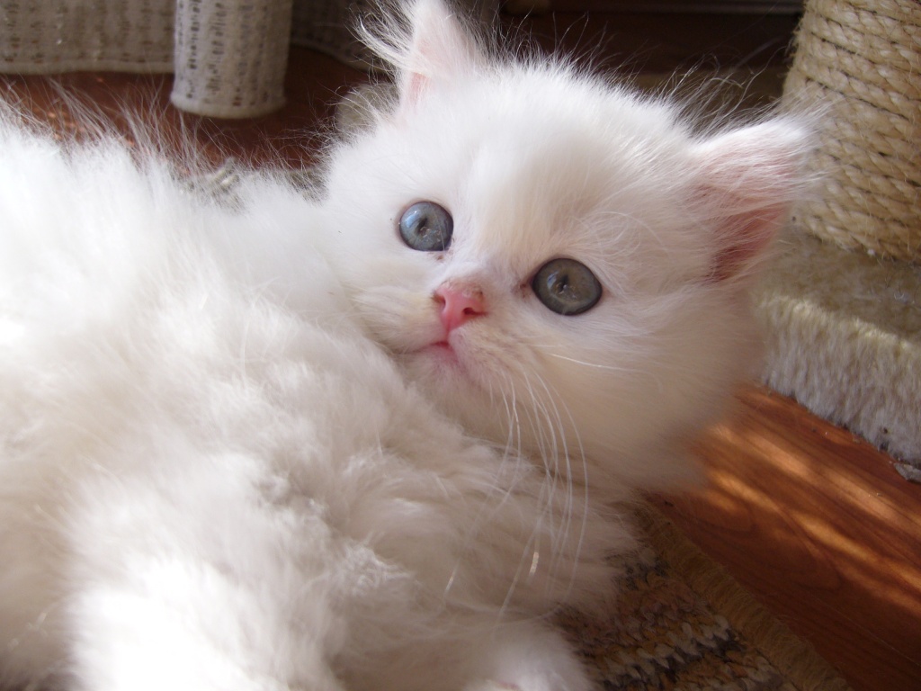 Tieranzeigen Schneeweisse Kleinanzeigen