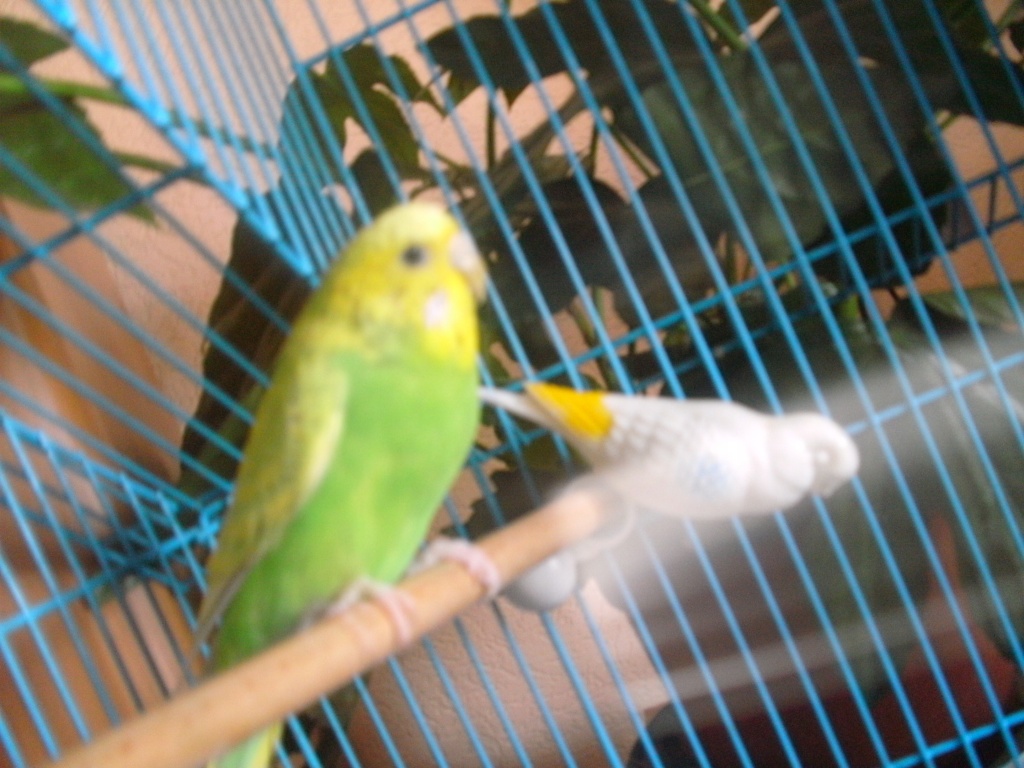 Tieranzeigen Wellensittiche Kleinanzeigen