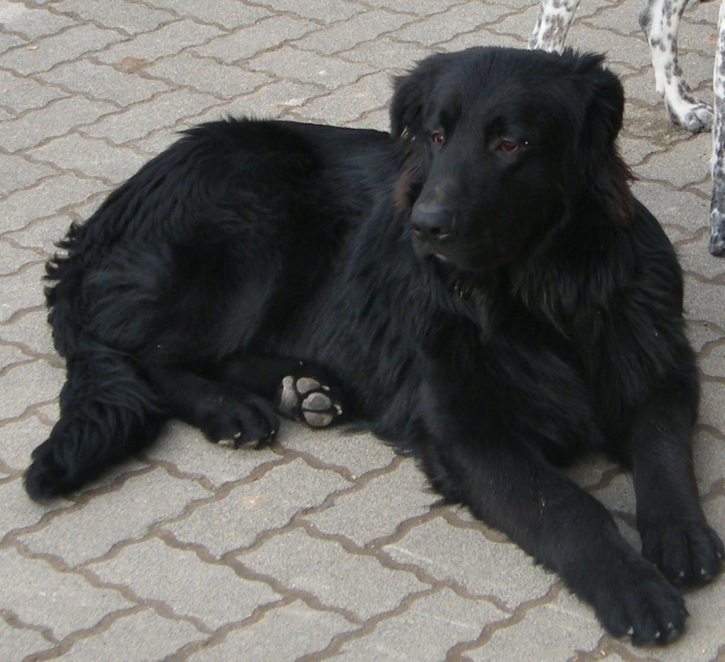Neufundländer Mix Neufundländer Mix