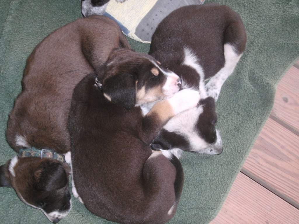 Kennenlernen hunde