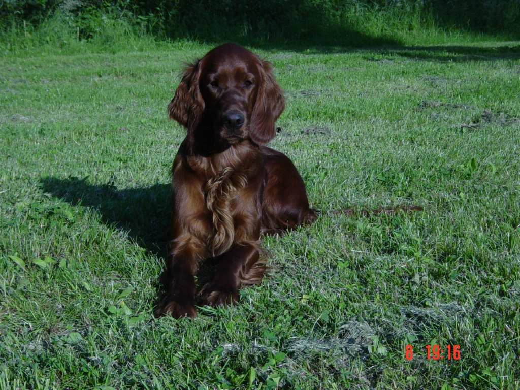 Gorgeus Irish Red Setter dog laying outdoor