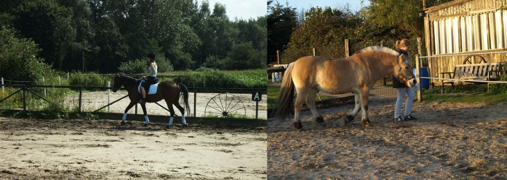 Reitbeteiligung pferd kennenlernen