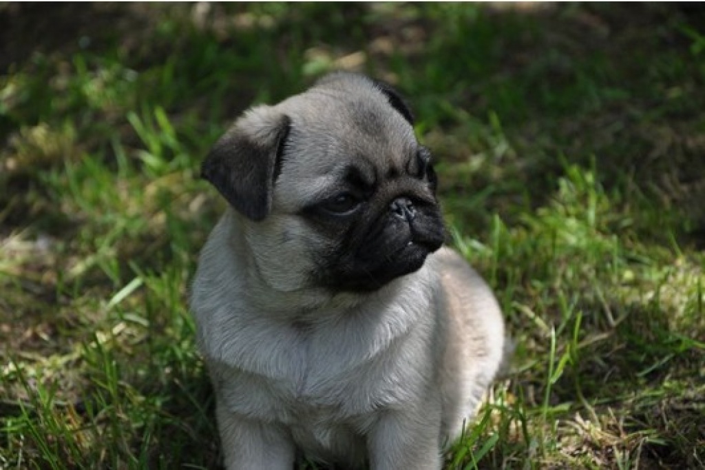 02 Wunderschöne Reinrassige Schwarze und Beige Mops Welpen 100 Süss Mops