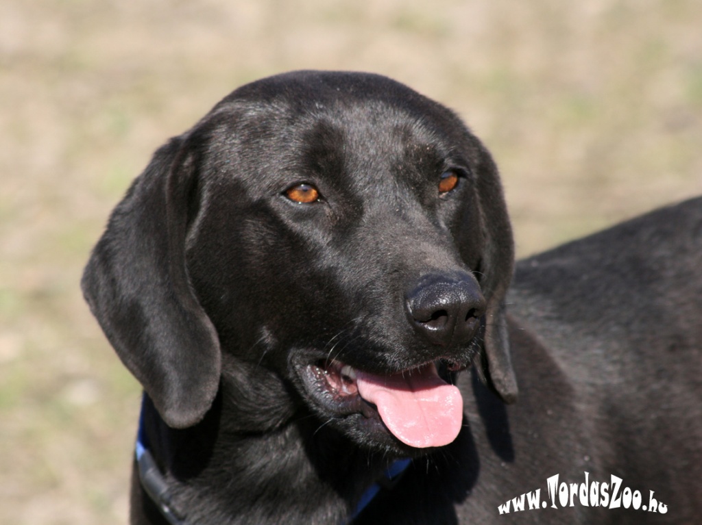 Andreas schwarz wie Ebenholz Mischlinge