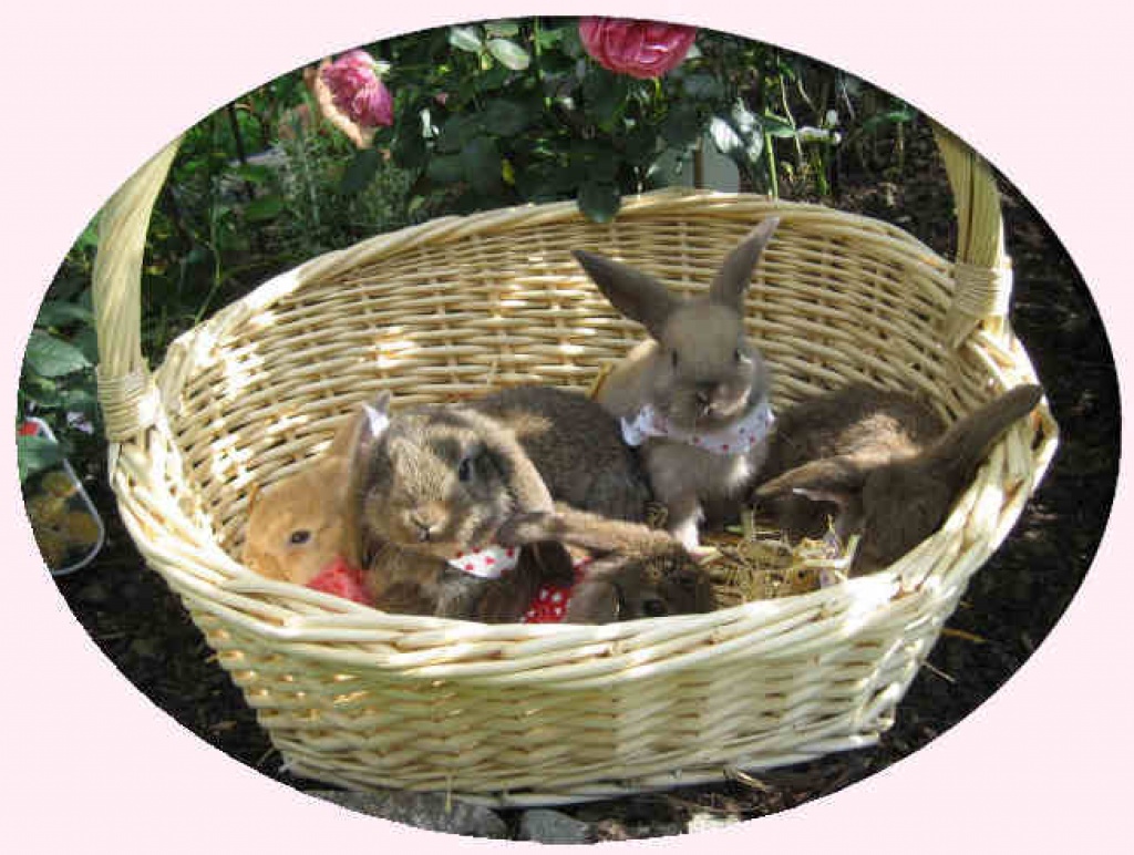 Tieranzeigen Zwerkwidder Kleinanzeigen