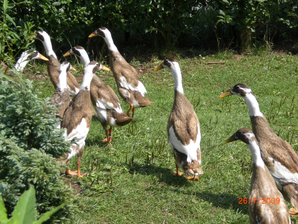 Reinrassige Laufenten rehfarbigweiß gescheckt Enten