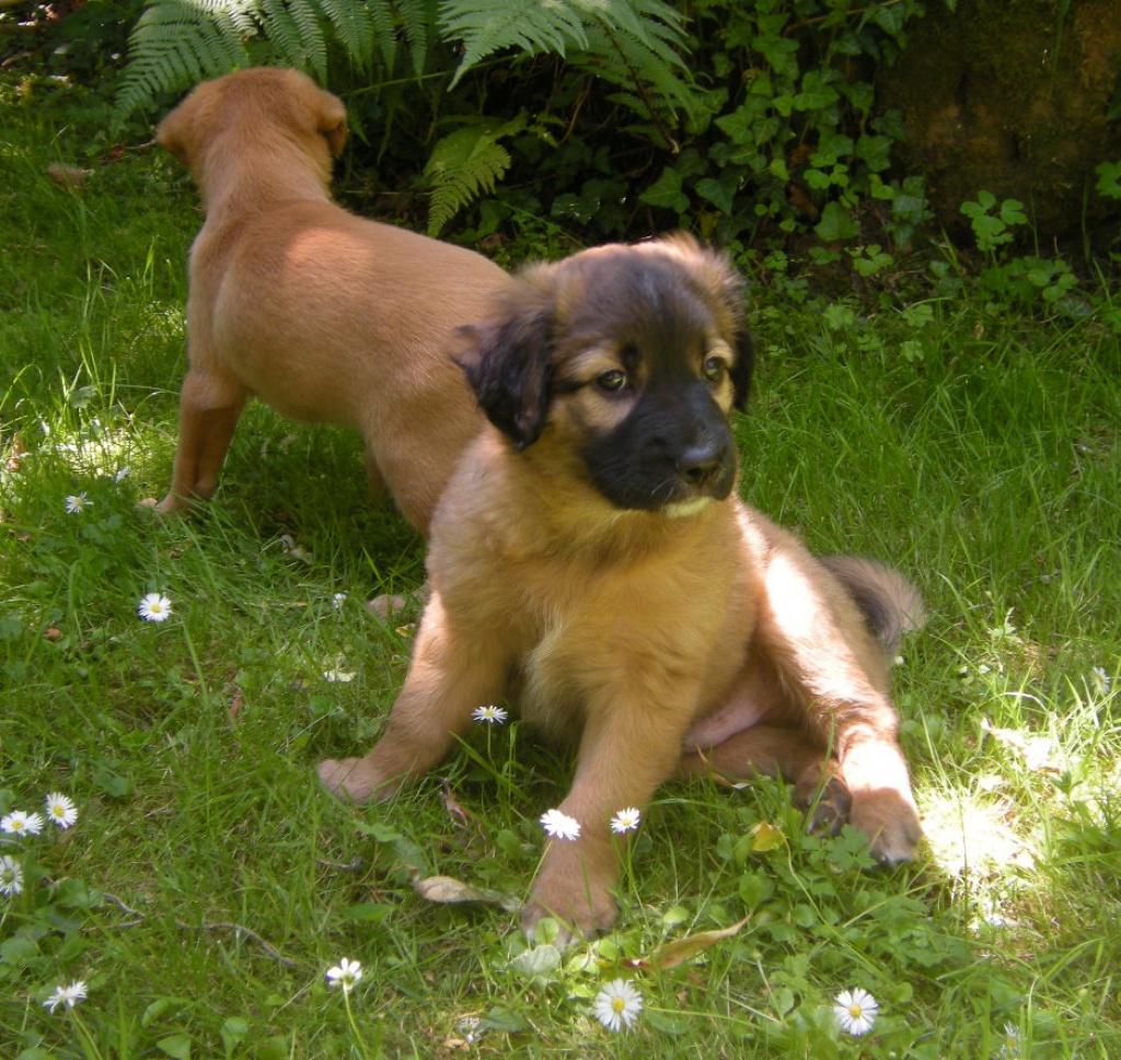 er sucht sie mit hund