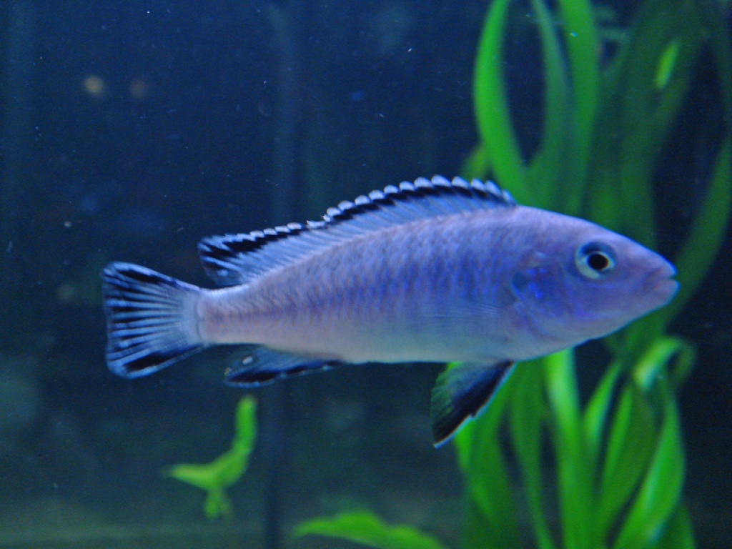 Tieranzeigen Pseudotropheus Kleinanzeigen