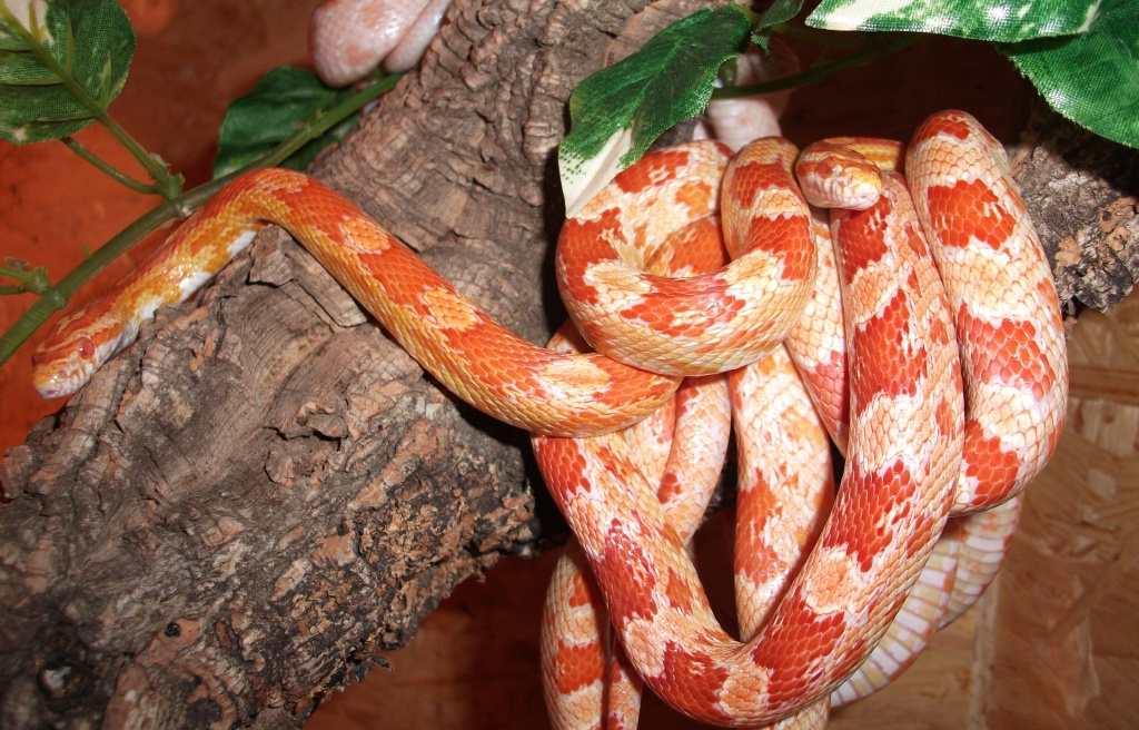 Reptilien Schlangen Schlangen sonstige Tieranzeigen Seite 2