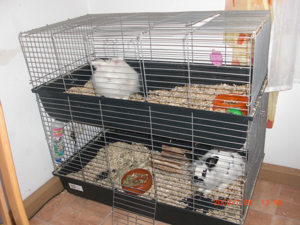 Nagetiere Kaninchen Tieranzeigen Seite 37