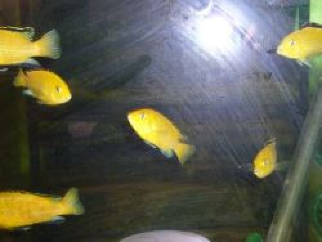 Labidochromis caeruleus Yellow Barsche