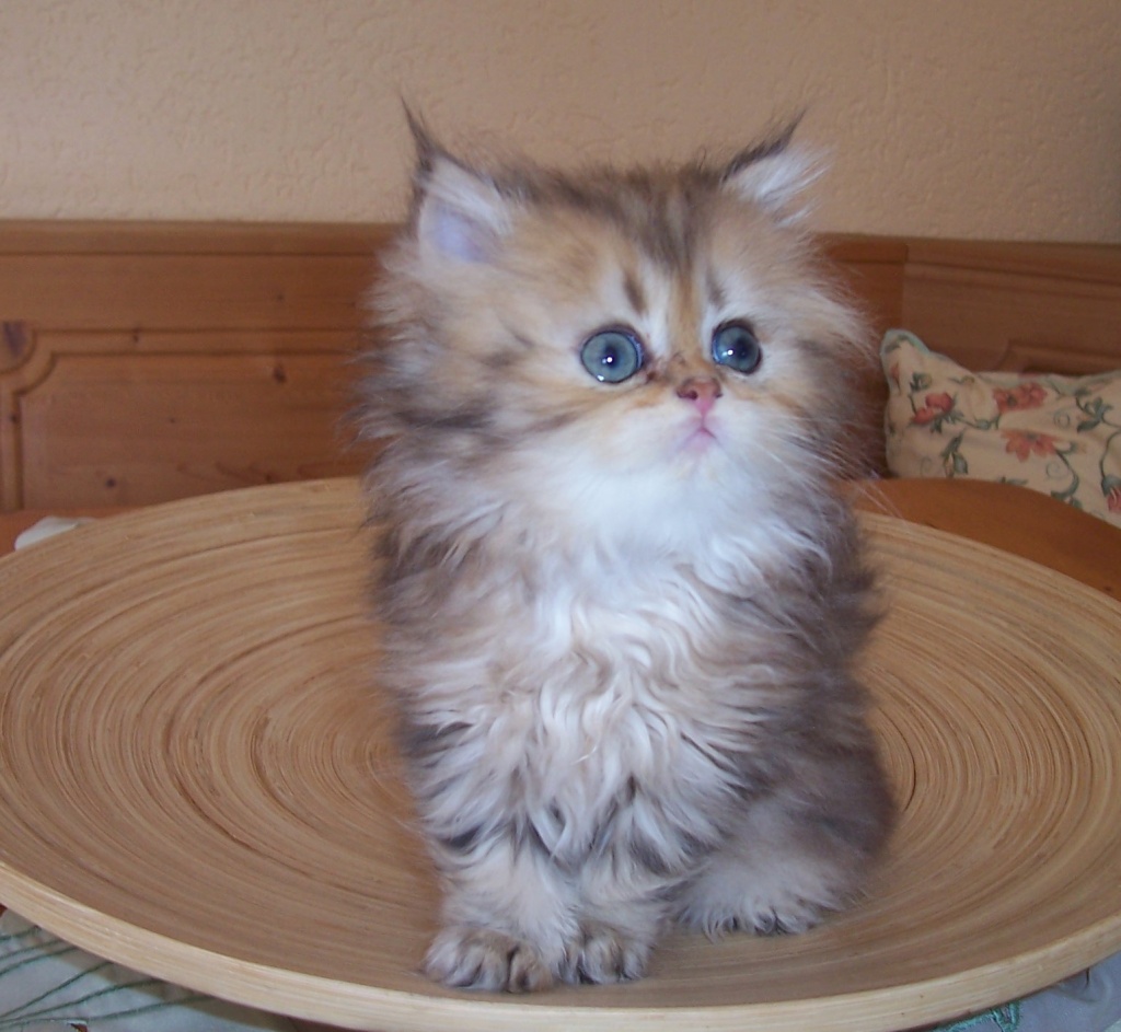 Persian Cats Pictures White Persian Cats Pictures White