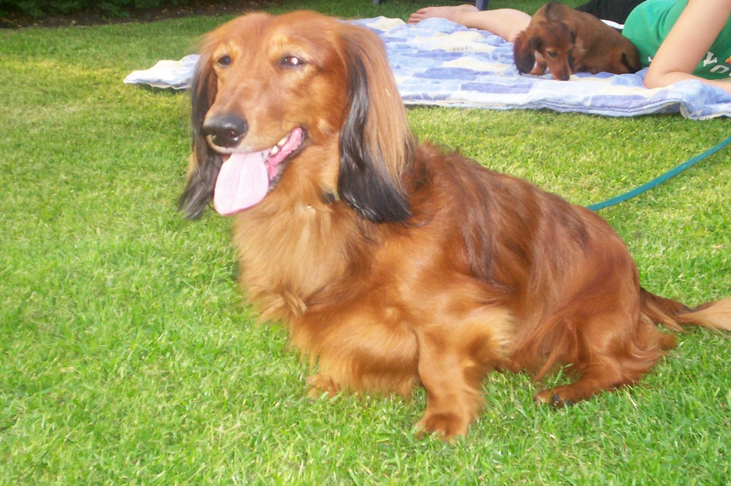 Dackel Zu Verschenken