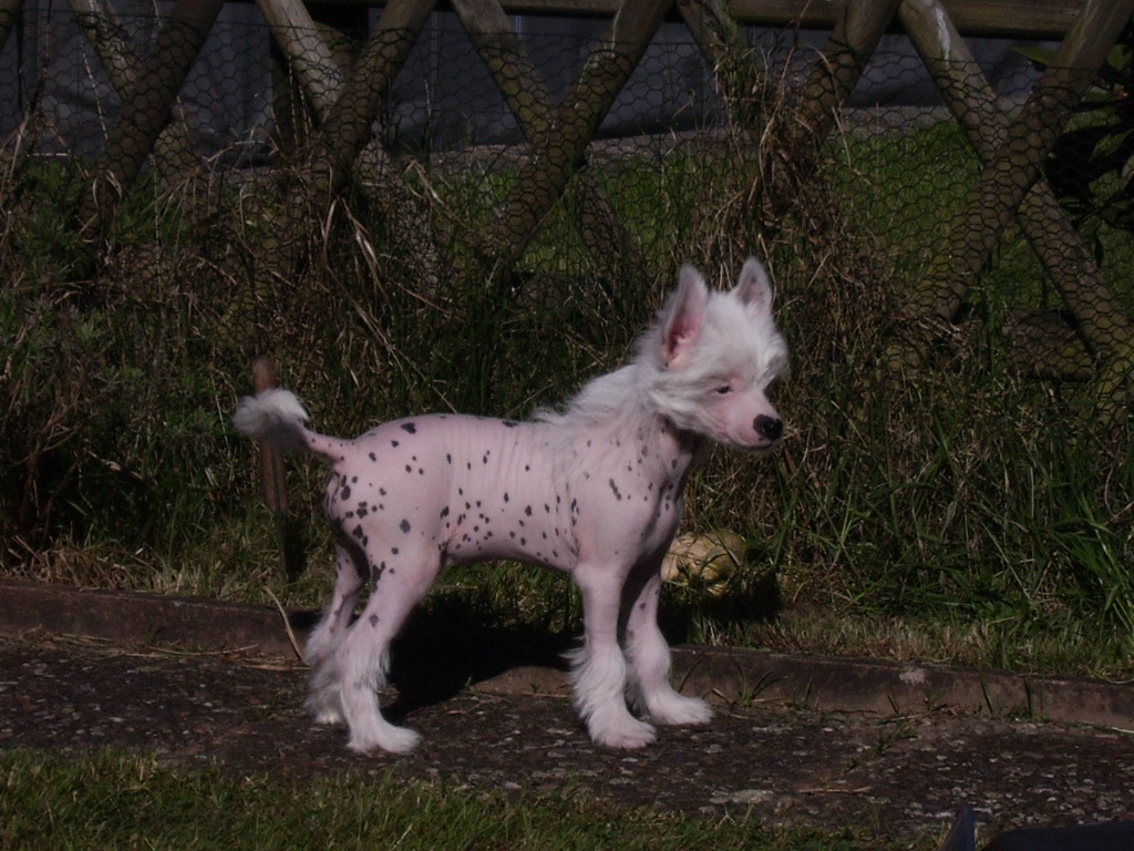 Hunde - Rassehunde - Chinese Crested Dog Tieranzeigen Seite 2