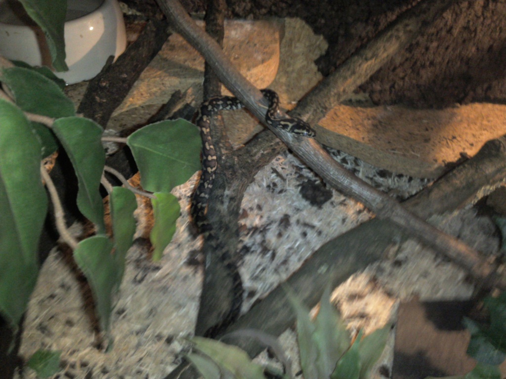Reptilien Schlangen Tieranzeigen Seite 22 Reptilien Schlangen Tieranzeigen Seite 22