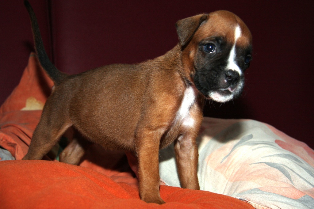 Hunde Rassehunde Boxer Tieranzeigen Seite 7