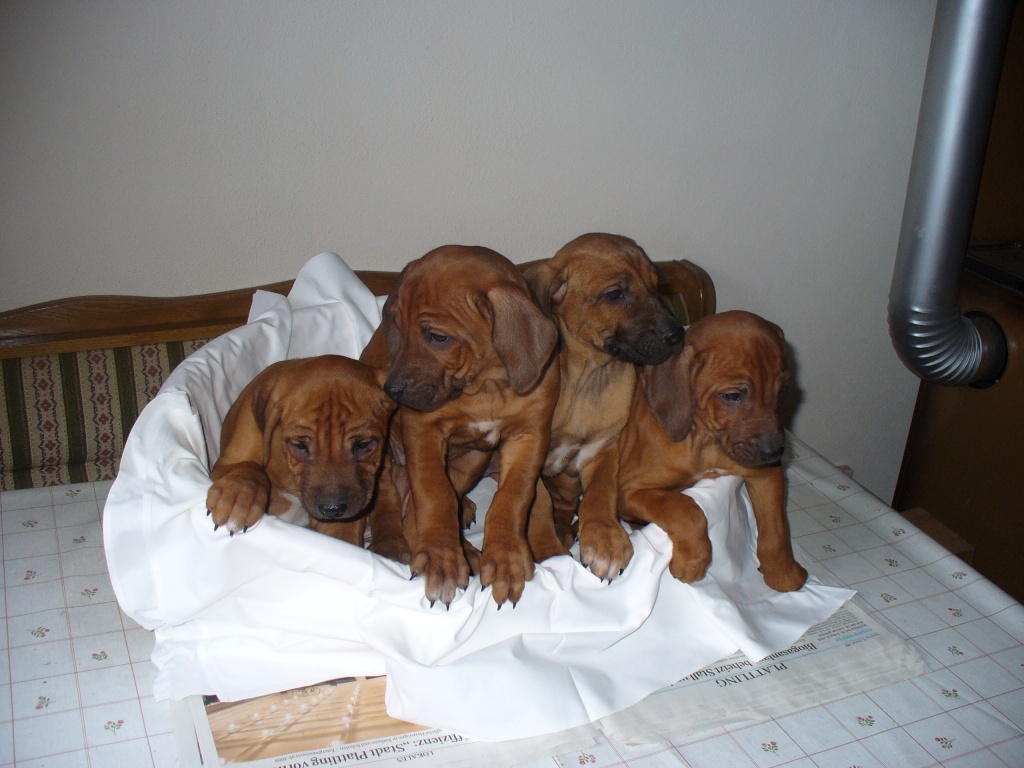 Hunde Rassehunde Rhodesian Ridgeback Tieranzeigen Seite 8