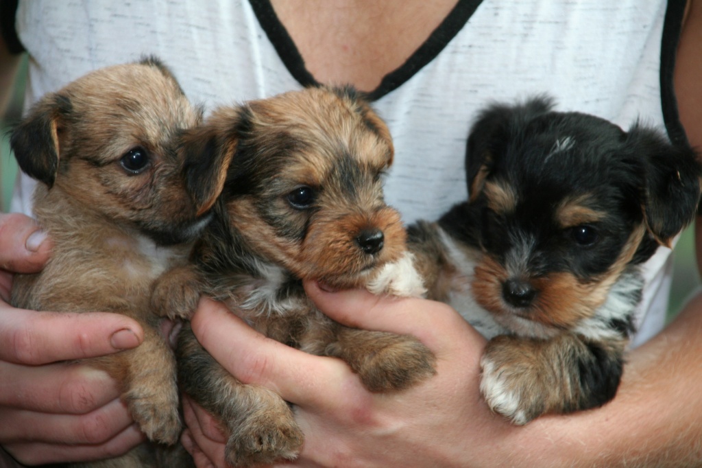 Chihuahua Yorkshire Terrier