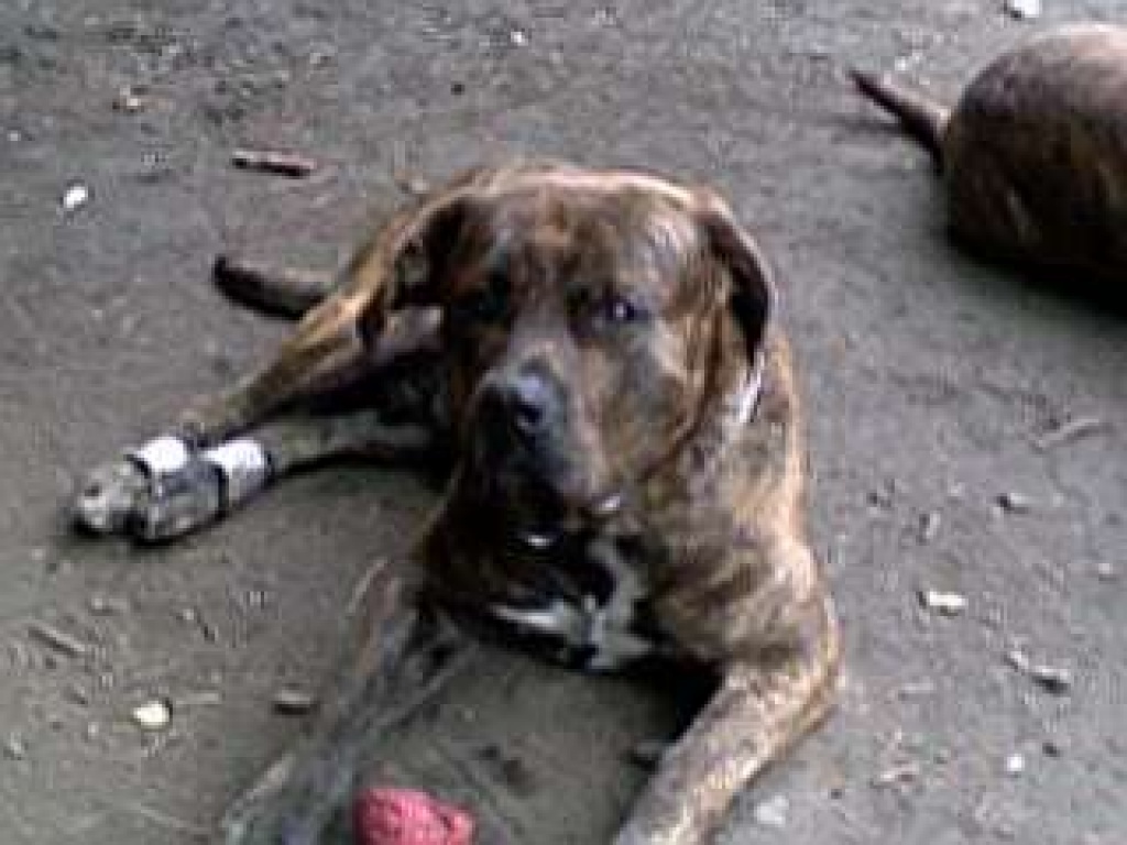 Tieranzeigen Listenhunde Kleinanzeigen