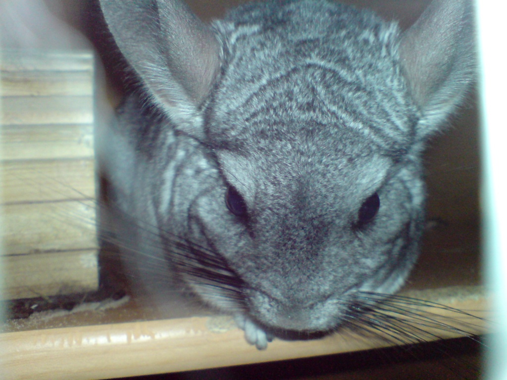 Einsamer Liebenswürdiges Chinchilla männchen abzugeben - Chinchillas