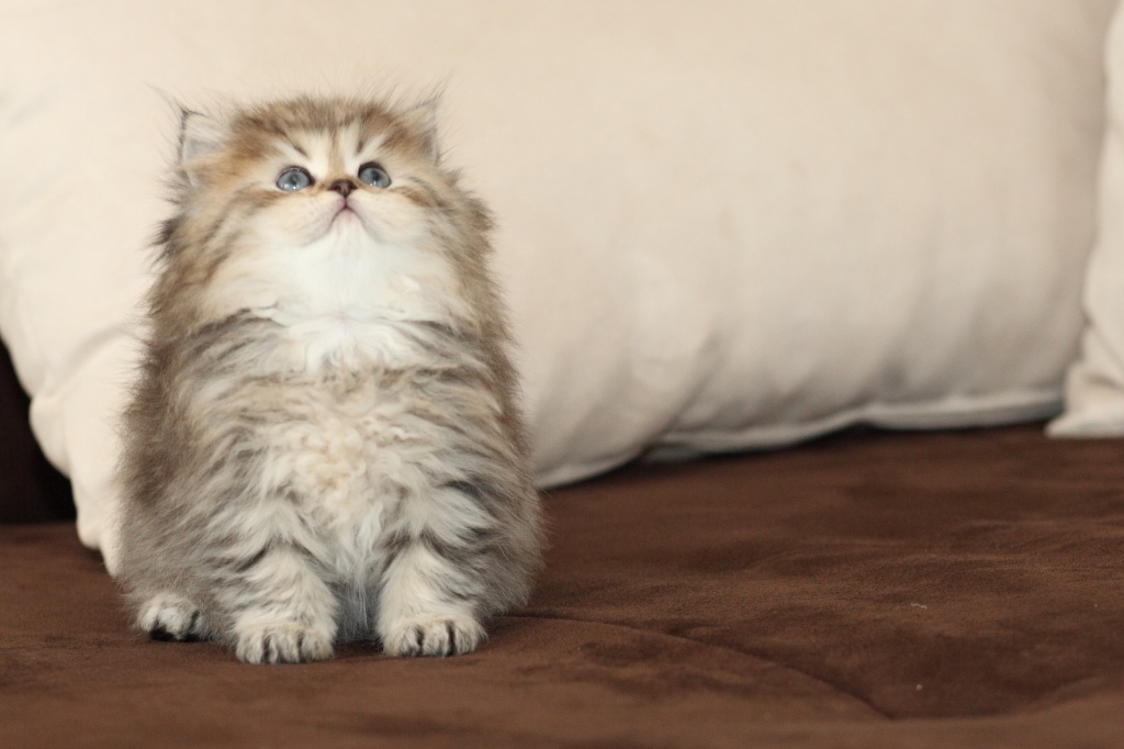 Exotic Shorthair Cat For Sale Nz Exotic Shorthair Cat For Sale Nz