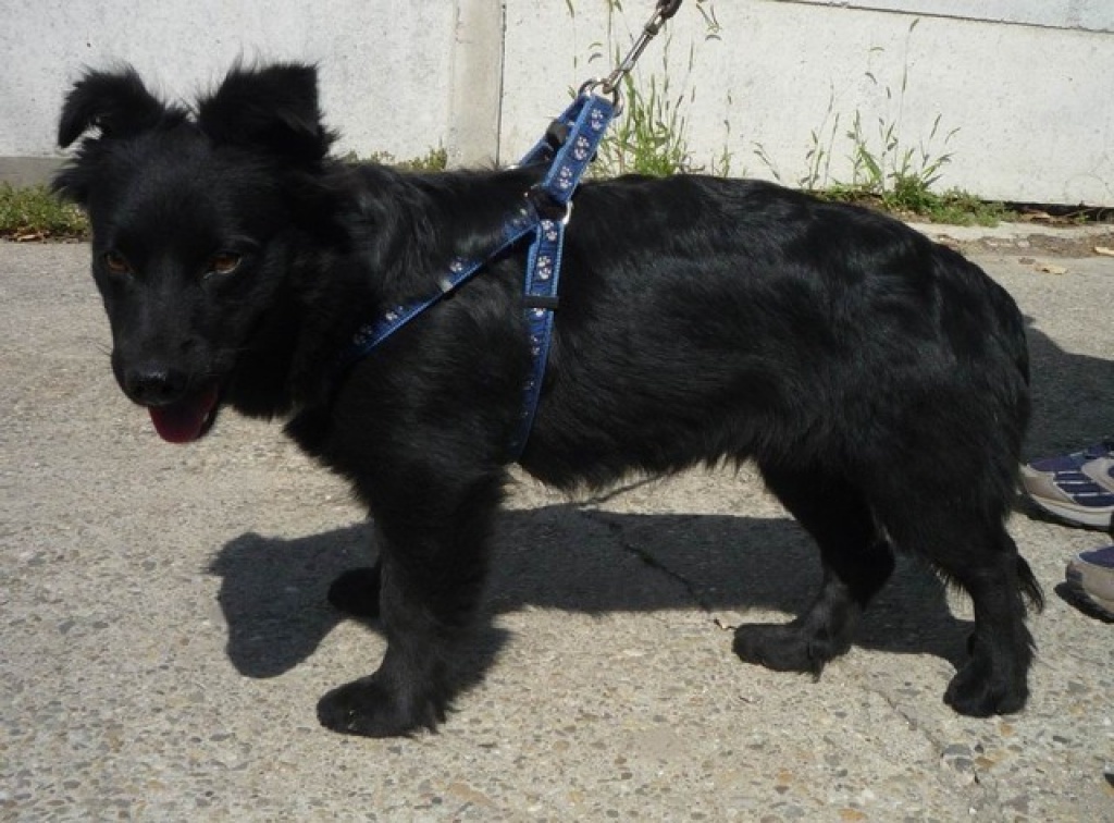 Tieranzeigen Katzenverträglich Kleinanzeigen