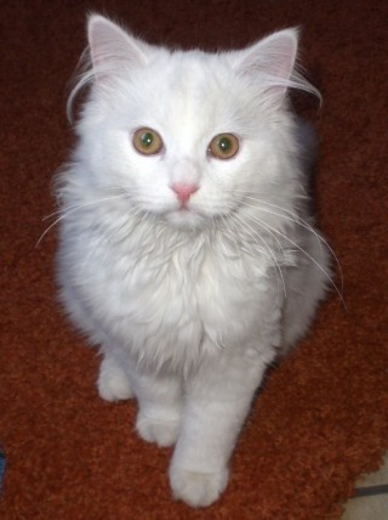 http://www.tiere-kleinanzeigen.com/export/c170034e925844a18633c5ce6fcad.jpg