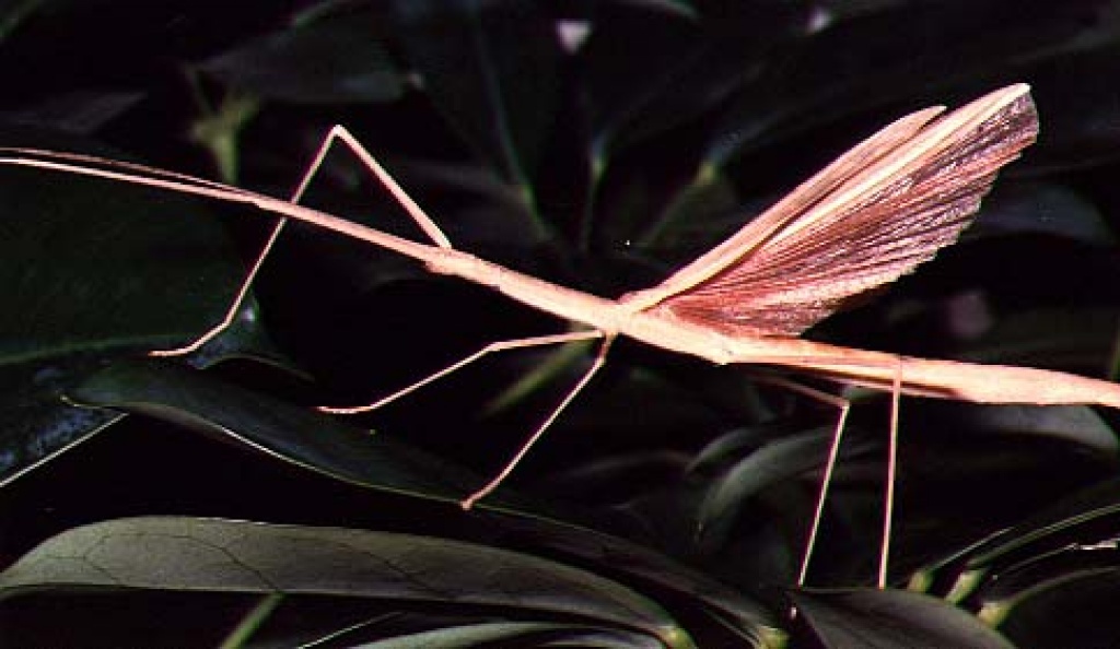 WARNING - Spraying Stick Insects | UK Pet Forums Forum