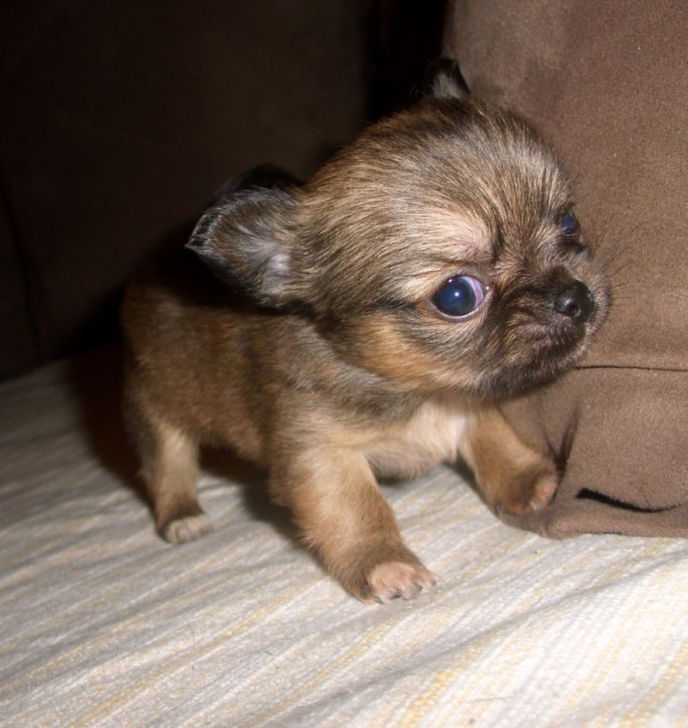 Tieranzeigen Hunderasse Kleinanzeigen