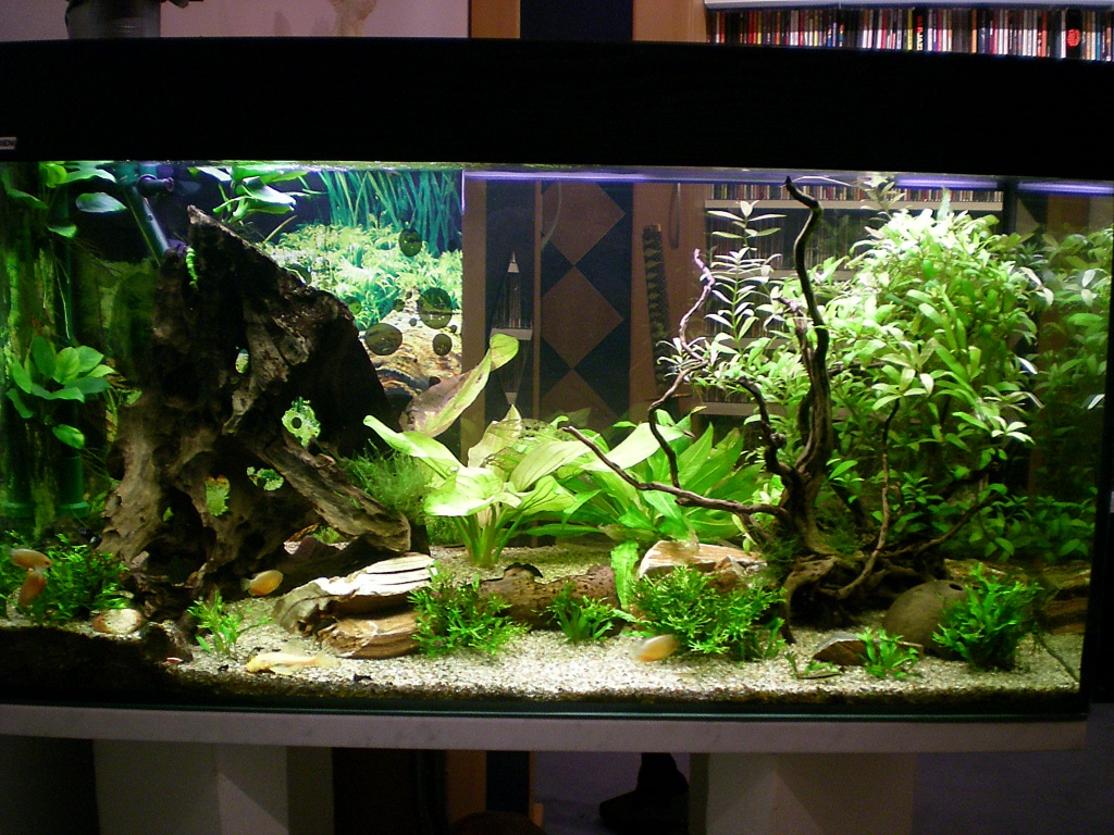 Tieranzeigen glasbecken kleinanzeigen