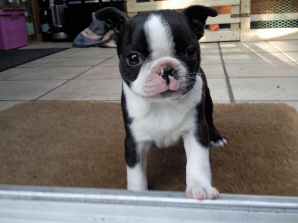 reinrassige Boston Terrier Welpen - Französische Bulldogge