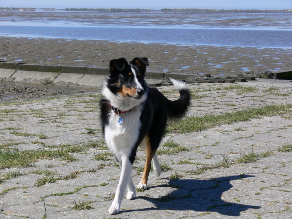 Sie sucht ihn mit hund