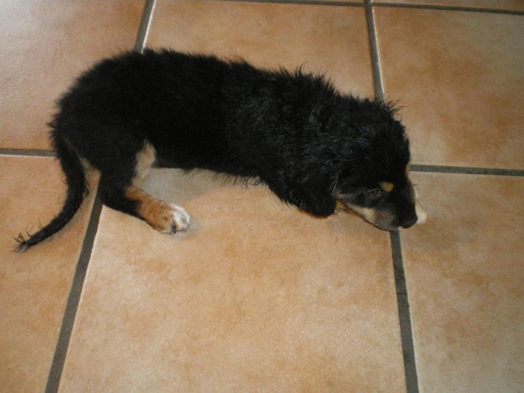 Tieranzeigen Liebevollem Kleinanzeigen