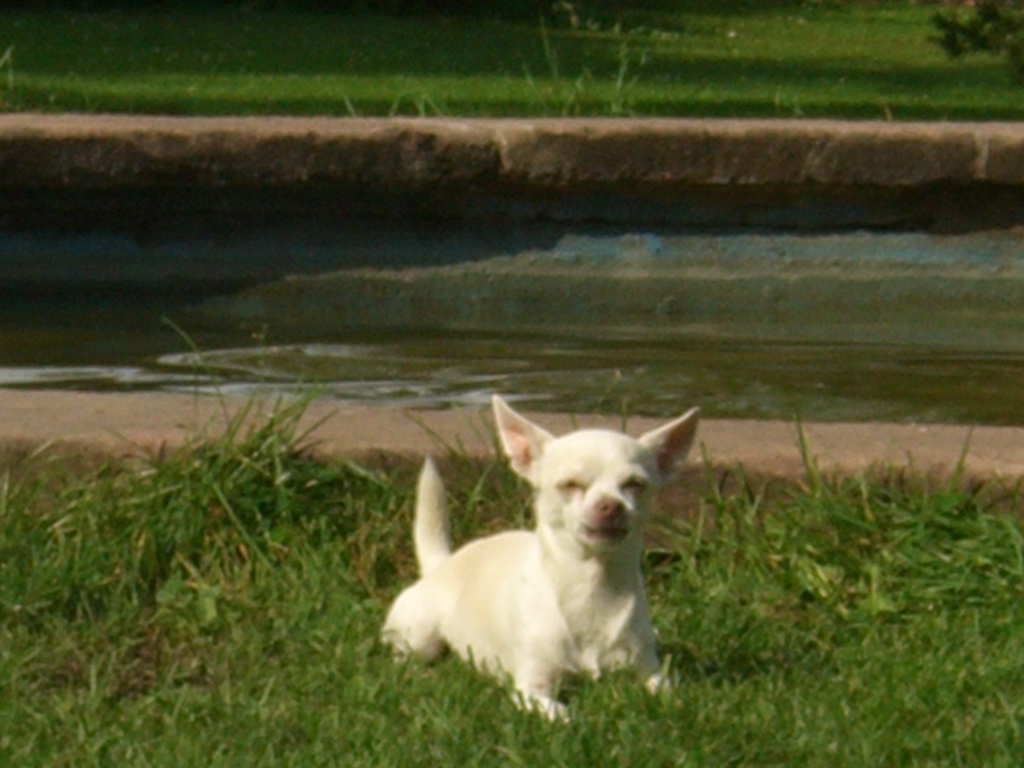 weisser chihuahua rüde sucht hübsches weibchen zum decken Deckanzeigen