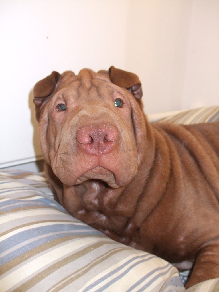 Hunde Rassehunde SharPei Tieranzeigen Seite 2