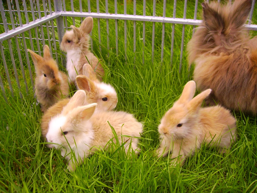 Junge süße Zwergkaninchen abzugeben! Kaninchen