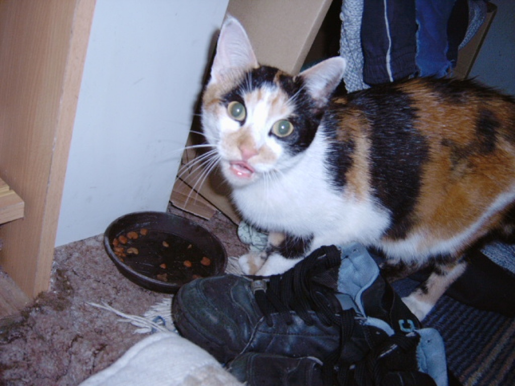 Sie sucht ihn 77815