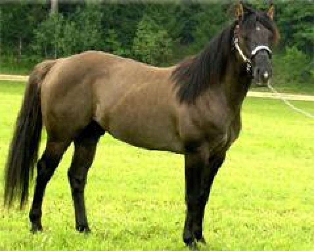 Grullo Quarter Horse Deckhengst Deckhengst