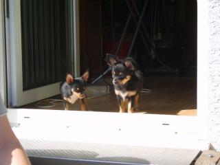 2 Chihuahua-Buben suchen Familie mit viel Zeit zum spielen und kuscheln