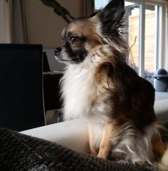 Chihuahua Rüde 3 Jahre Alt zu verkaufen