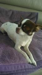 4 jähriger Chihuahua sucht liebevolle neue Familie