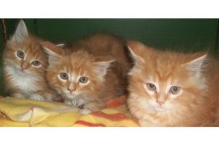 Stop Die schönsten Main Coon Kitten zu verkaufen