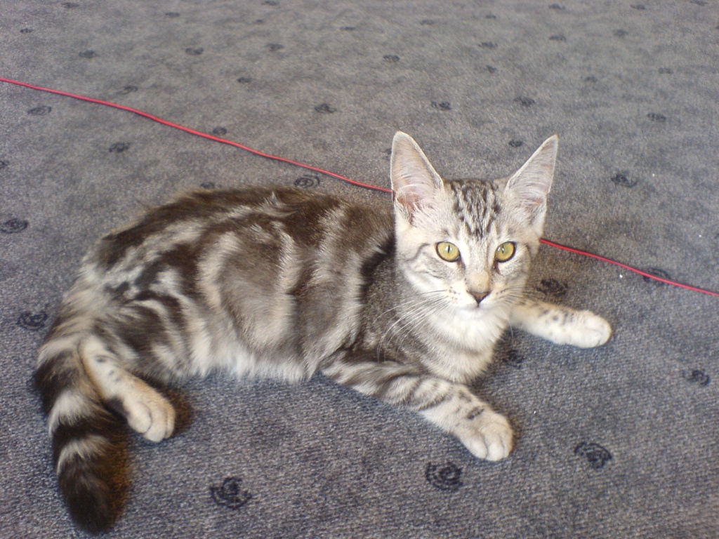 1 Maine coon Mix Kitten noch zu haben! - Maine Coon