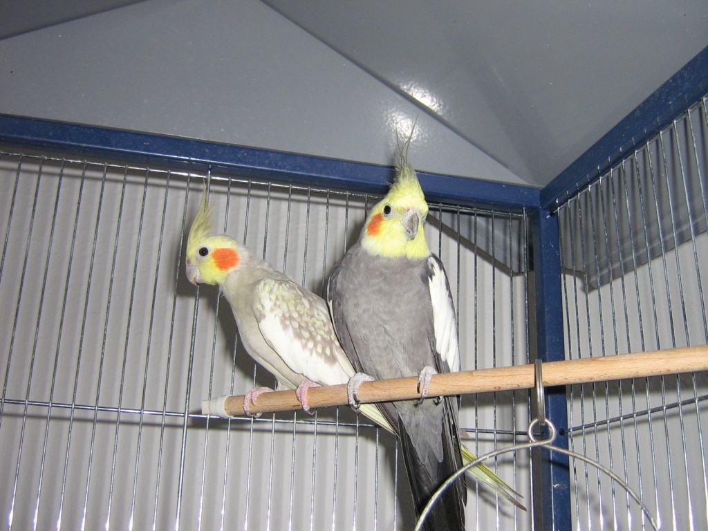 Tieranzeigen Nymphensittiche Kleinanzeigen