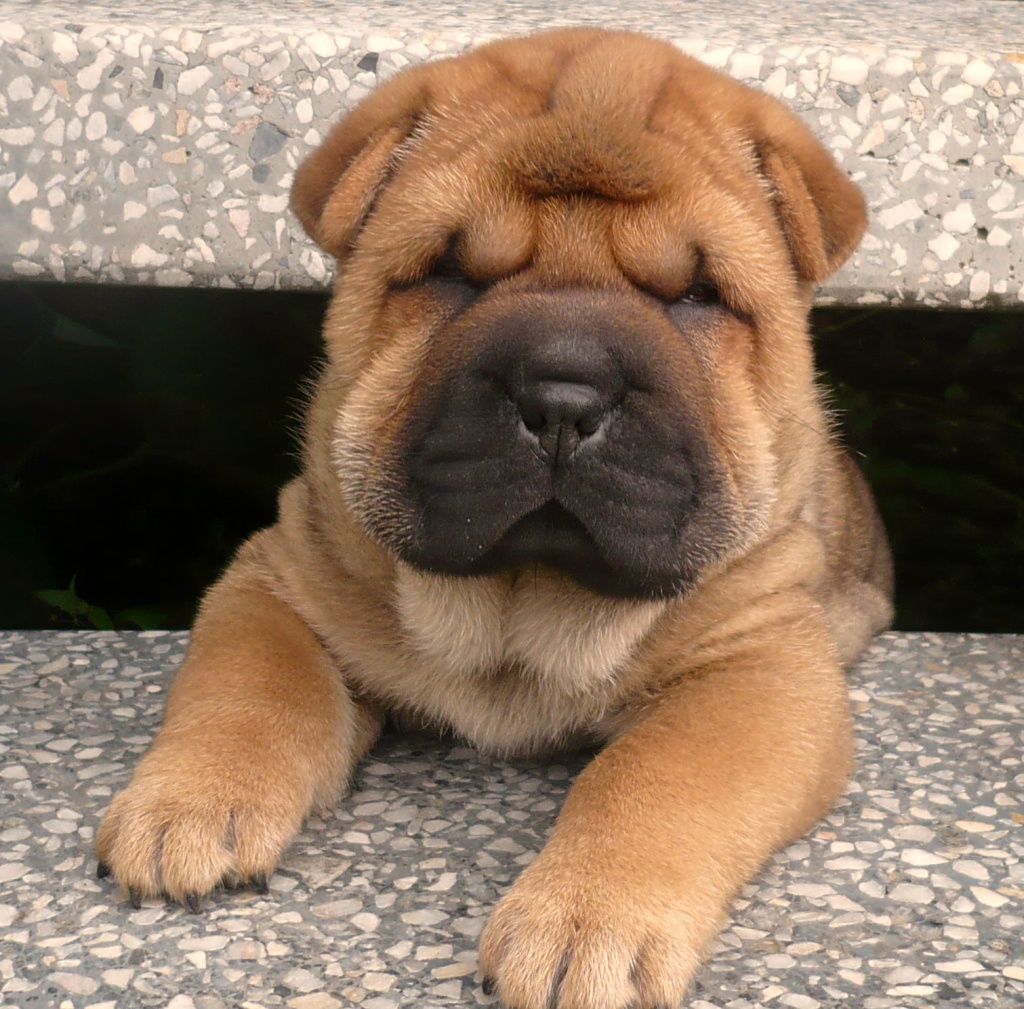 Shar-Pei Welpen - Shar-Pei