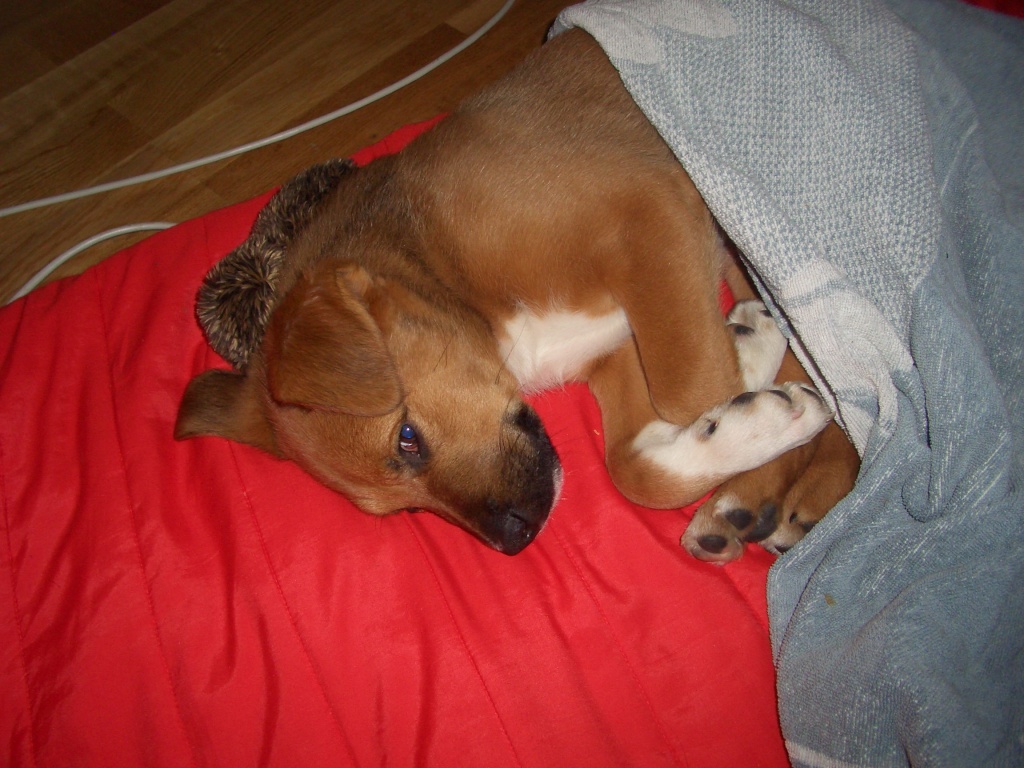 Tieranzeigen Kinderliebe Kleinanzeigen