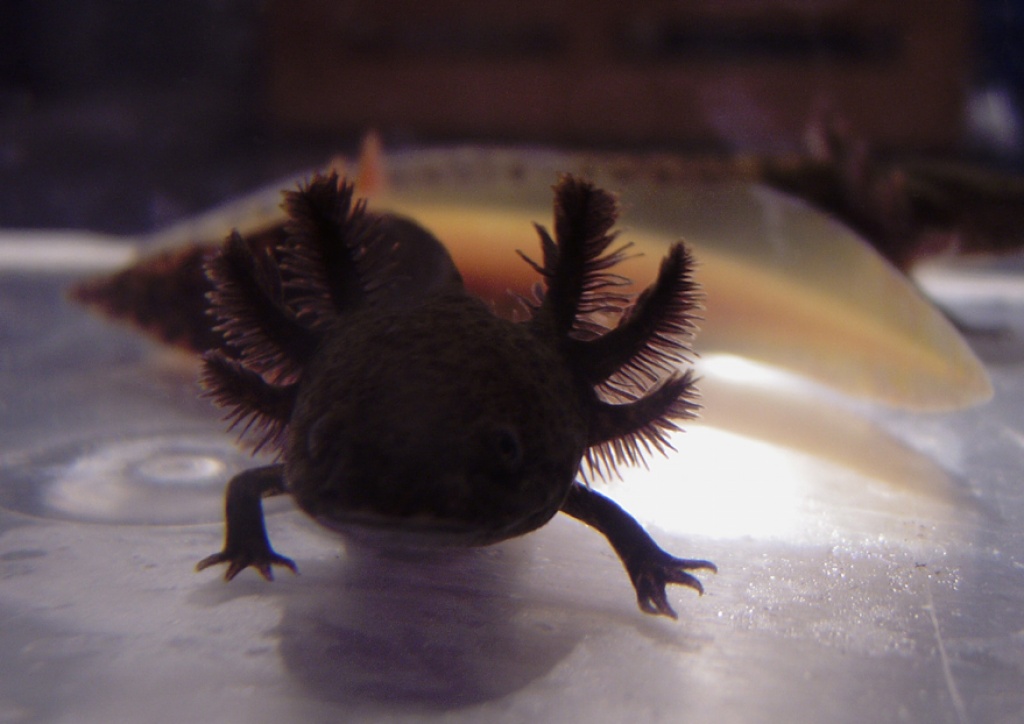 Download Axolotl Kaufen Berlin Pics