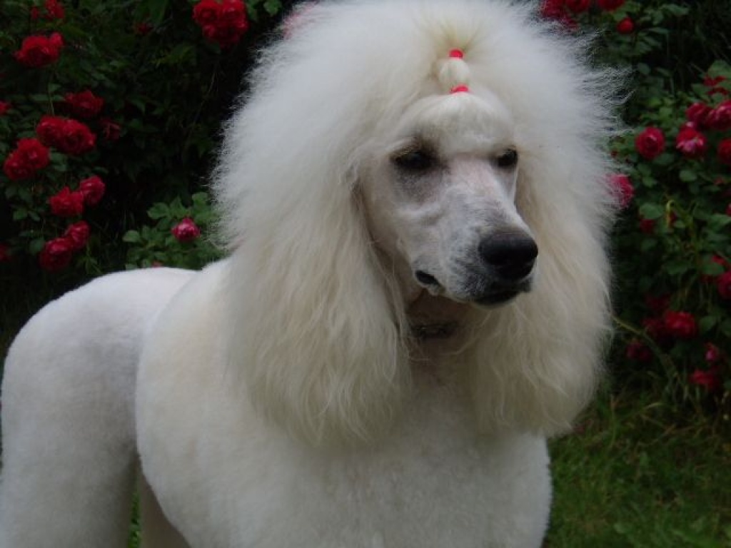 Großpudel (Königspudel) weiß Pudel