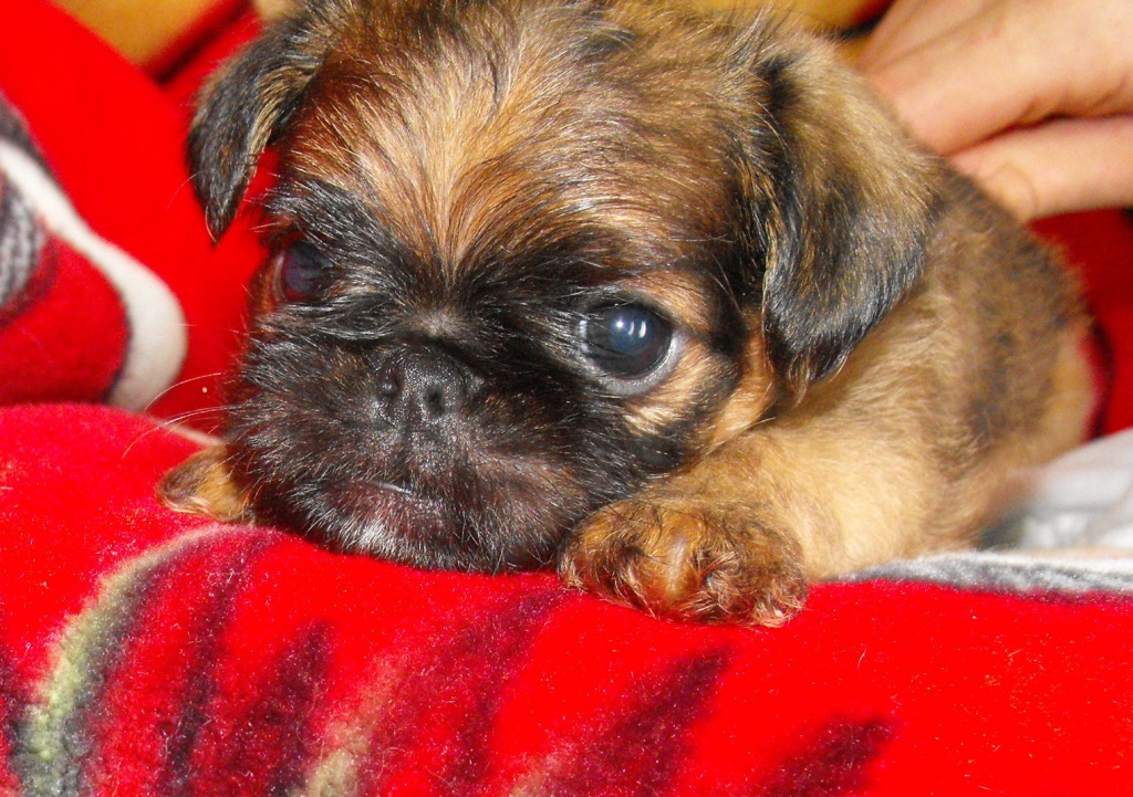 Zwerg Griffon Welpen Mit Papieren Bruxellois Und Brabantik Belgischer Griffon